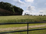 Upper Hay Field