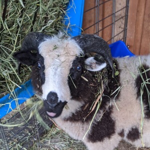 Archie eating hay!